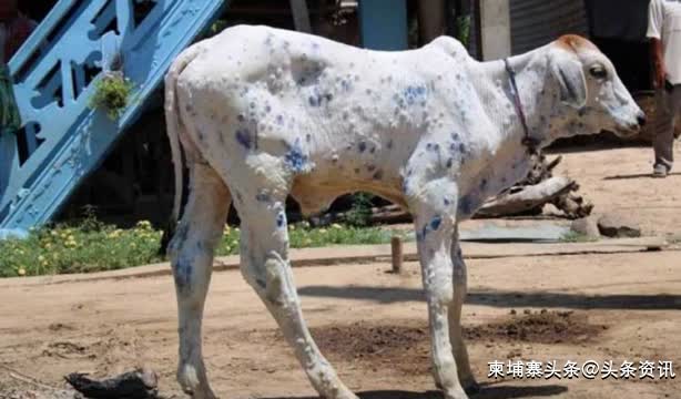 柬埔寨农业部:今年牛和水牛染疫情况并不严重! TNAOT